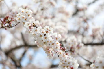 sakura