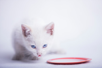 Gatito tomando leche