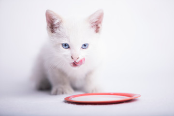 Gatito tomando leche
