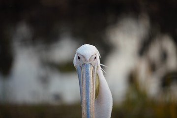 Pelican in Japan