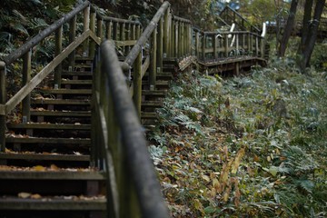 Japanese water gardens