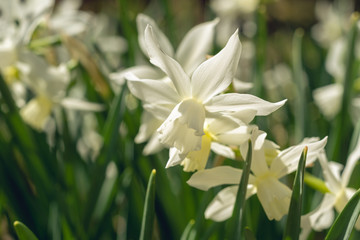 Fototapeta premium White daffodils in the spring sun