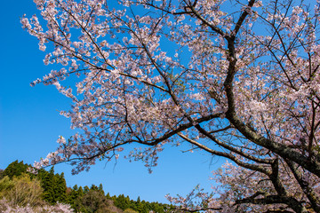 並石ダムの桜