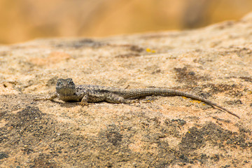 Western Fence Swift Lizard sunning on California rock