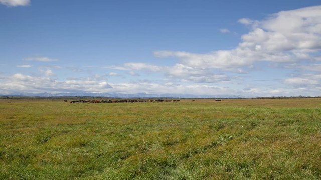 Alberta Prairies Time Lapse on Cattle and Blue Sky, Calgary Alberta Canada