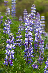 Purple and White Lupine Wildflowers Close Up Side Angle in California