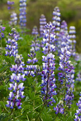 Obraz premium Purple and White Lupine Wildflowers Close Up Side Angle in California