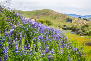 Green foothills in California blooming with Purple Lupine after Fire