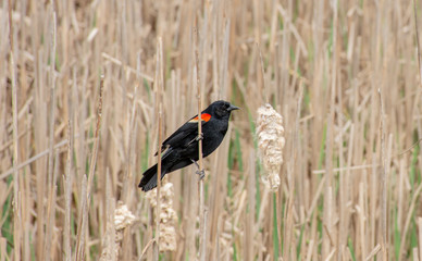 bird in the grass