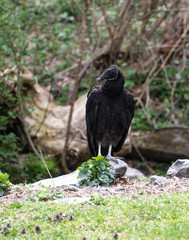 Black Vulture on Ground