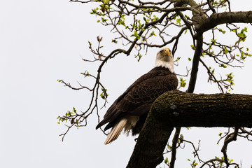 Bald Eagle on Limb