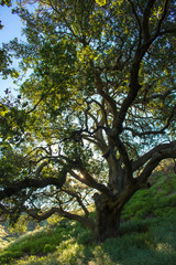 Fototapeta premium Lush Green Oak Tree on Green Hillside in California