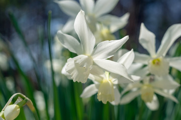 Naklejka premium White daffodils in the spring sun
