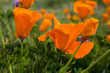 Close up California orange colored poppies.