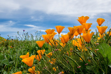 Low Angle Bright Orange Poppies under Blue Sky