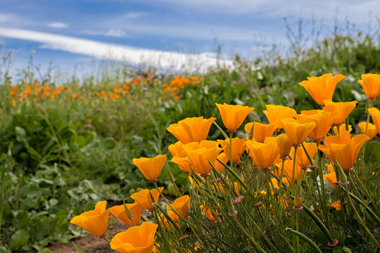 Bright Orange California Poppies in Green Field under Blue Sky