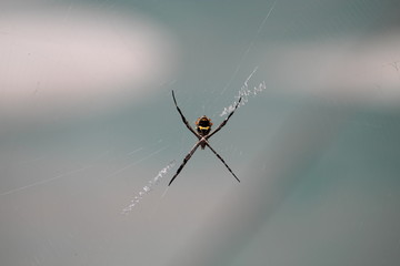 Una araña sobre su telaraña a tempranas horas de la mañana