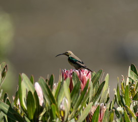 Malachite sunbird, Nectarinia famosa, sitting on king protea looking left