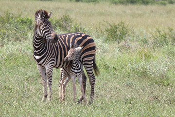 Steppenzebra / Burchell's Zebra / Equus burchellii...