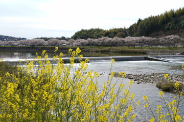 Rape blossoms and river