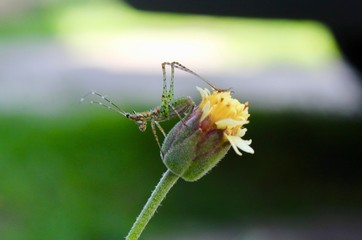 Ninfa de esperanza (Tettigoniidae: Phaneropterinae) sobre flores de Tridax procumbens