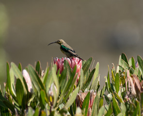 Malachite sunbird, Nectarinia famosa, sitting on king protea looking left