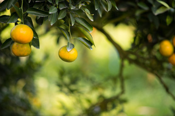 Bunch of ripe oranges hanging on a orange tree