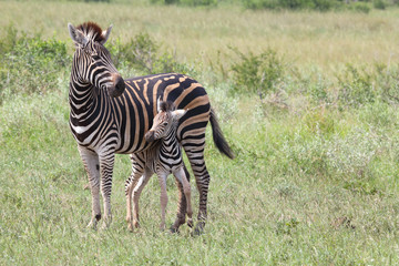 Fototapeta na wymiar Steppenzebra / Burchell's Zebra / Equus burchellii...