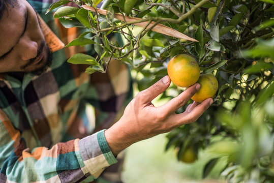 Orange Tree Field Male Farmer Harvest Picking Orange Fruits