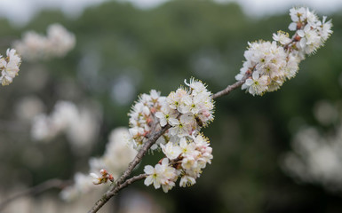 The Cherry Blossom tree at the Wuhan city, Hubei China.