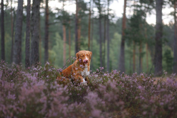 toller dog in heather colors. walk with a pet in the forest. Journey