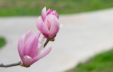 Pink magnolia flower on the spring time
