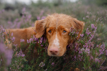 toller dog in heather colors. walk with a pet in the forest. Journey