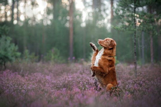 toller dog in heather colors. walk with a pet in the forest. Journey