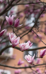 Pink magnolia flower on the spring time