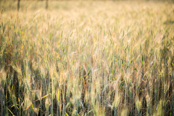 field of wheat farm