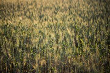 field of wheat farm