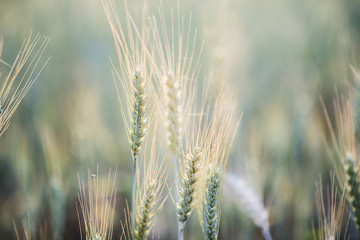 field of wheat farm © Johnstocker