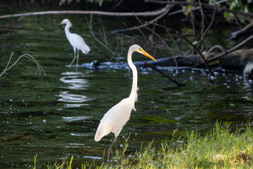 Egret (Egretta thula) is a beautiful little white heron, here a hunting in the Lagoon of Marapendi in Barra da Tijuca Rio de Janeiro Brazil