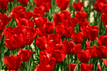 field of red tulips