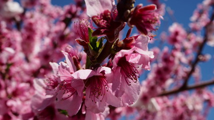 桃源郷　桃の花　日本の山梨県