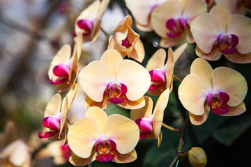 beautiful orchids in a tropical garden
