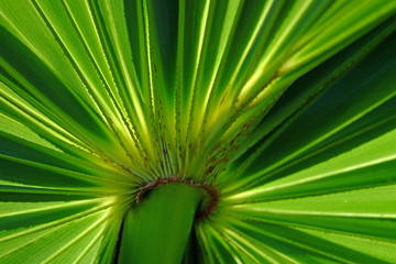 Closeup base part of green fresh palm leaf