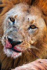 Fototapeta premium Lion feasting