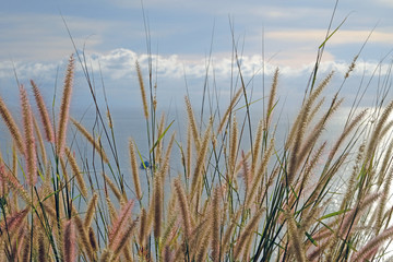 Gold wild grass growing on high ground with background of horizon between seascape and cloudscape