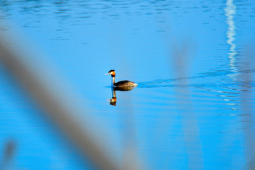 Crested grebe in water
