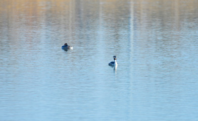 Crested grebe in water