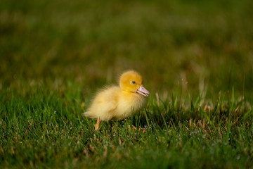 Cute baby duckling in a grassy paddock
