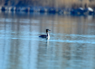 Crested grebe in water