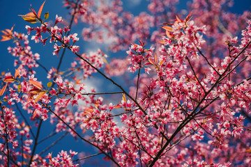 Soft wild Himalayan Cherry flower (Prunus cerasoides),Giant tiger flower against blue sky  in PangKhon Sakura Mountain, Chiang Rai, Thailand